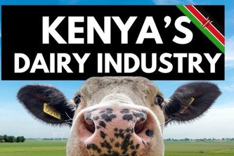 Kenya's Dairy Industry