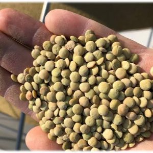 Green Lentils