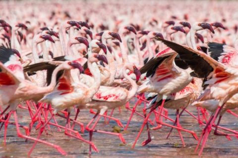 Kajiado Count Flamingos