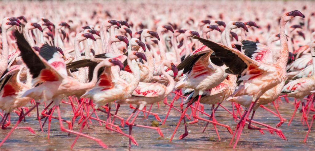 Kajiado Count Flamingos