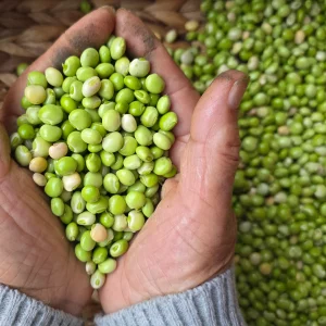 kenya Pigeon peas
