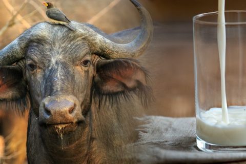 kenya Buffalo milk