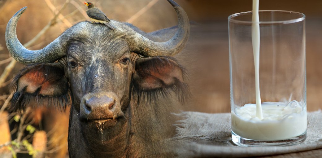 kenya Buffalo milk